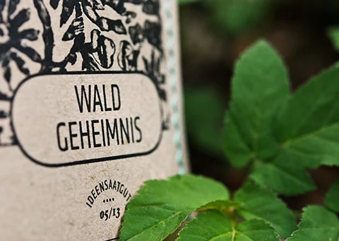 Blüten-Mailing, Detail „Waldgeheimnis“